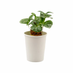 Koffieplant - klein